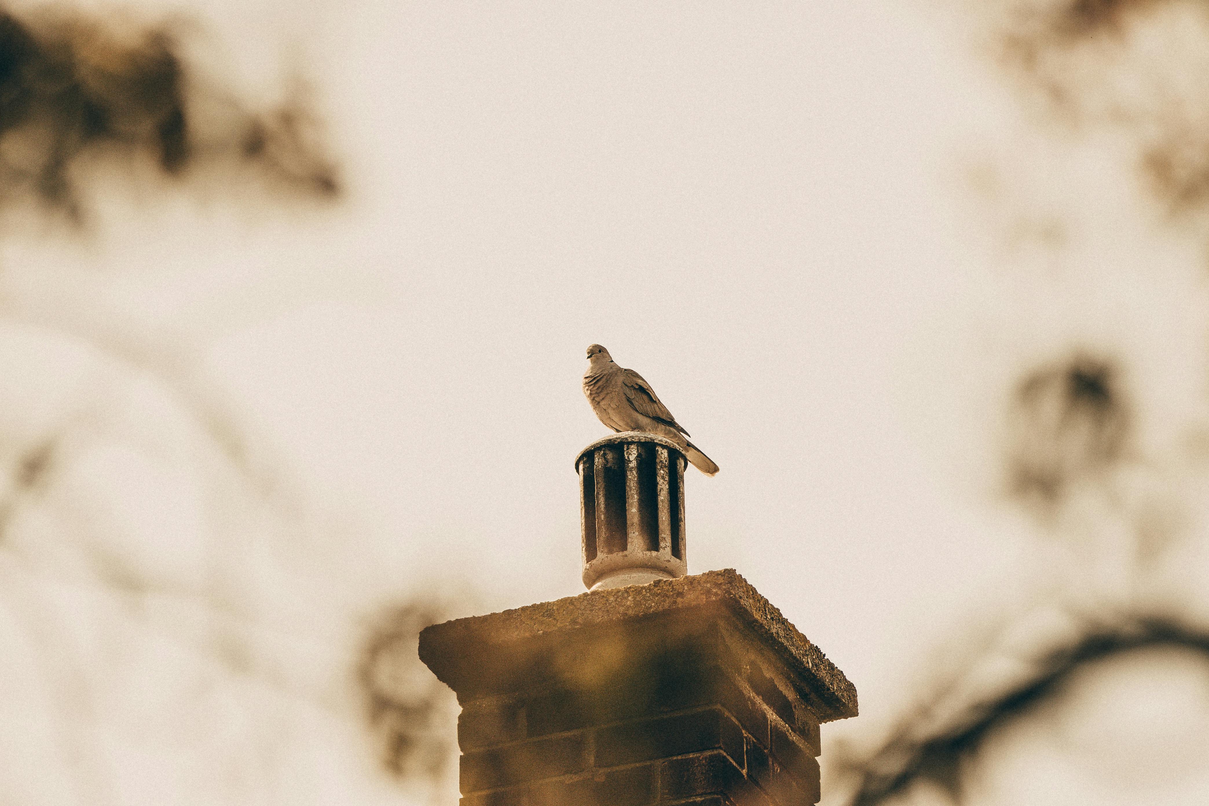 Professional Chimney Cap and Damper In Groton Massachusetts